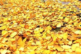 赵梓图片  第2张