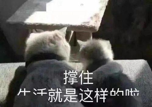 娱乐吃瓜口播文案短句搞笑 第2张 娱乐吃瓜口播文案短句搞笑 第2张